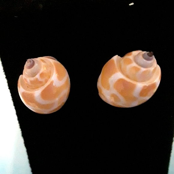 Conch seashell pierced earrings - Picture 2 of 3